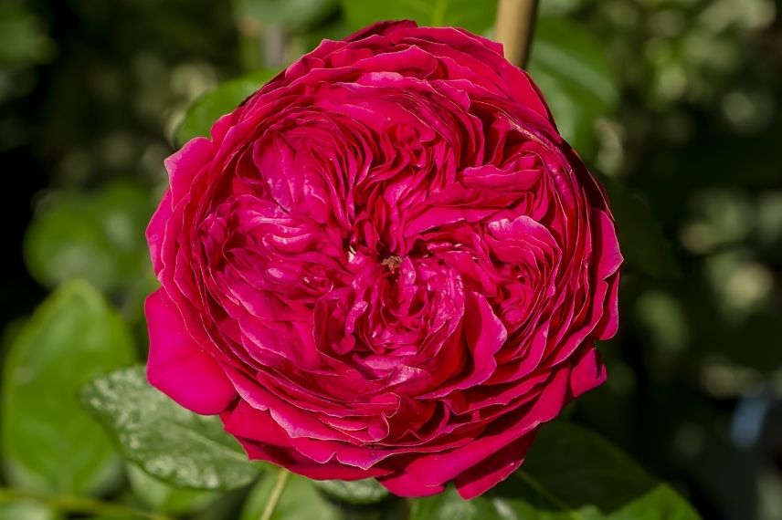 rosier grimpant rouge meilland