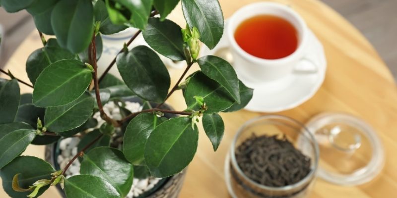 préparer thé maison