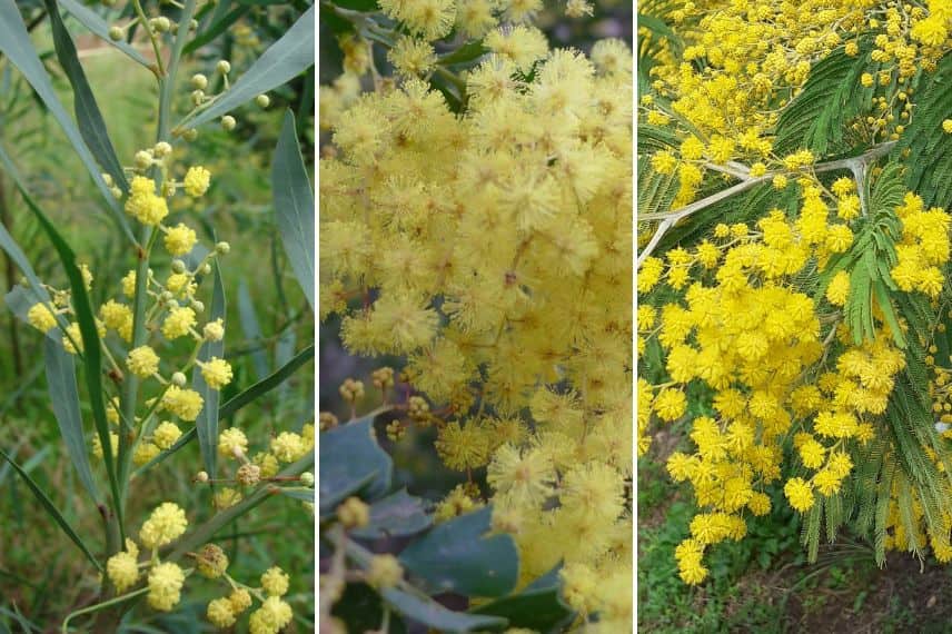 Variétés de mimosa résistant au gel