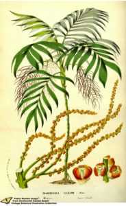 Chamaedorea, chamédorée, plamier de mi ombre, palmier d'intérieur, palmier pour balcon, palmier d'appartement