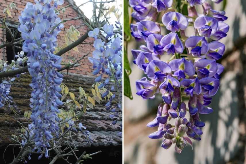 grimpantes à fleurs bleues, les plus belles grimpantes bleues, grimpantes bleues indispensables