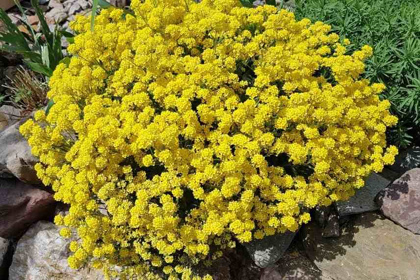 corbeille d'or floraison 