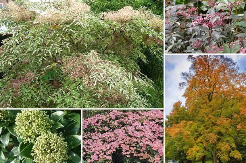 Dans un grand massif arbustif