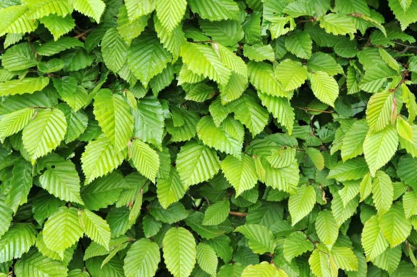 arbustes de haie pour débutants Carpinus betulus charme