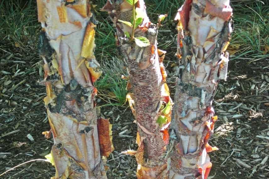 bouleau noir, écorce multicolore