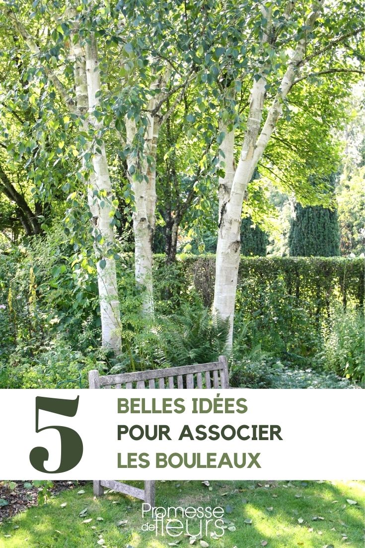 bouleaux-associer