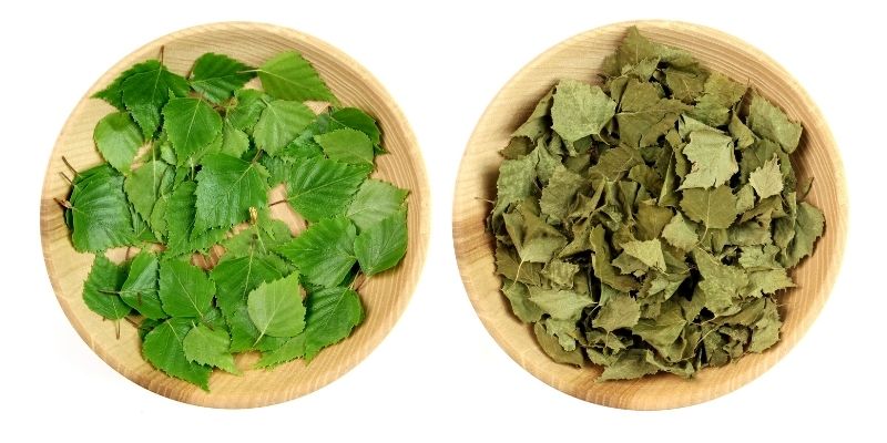 comment sécher des feuilles de bouleau