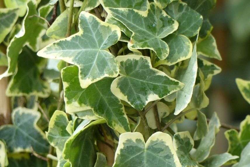 lierre commun résistant au vent