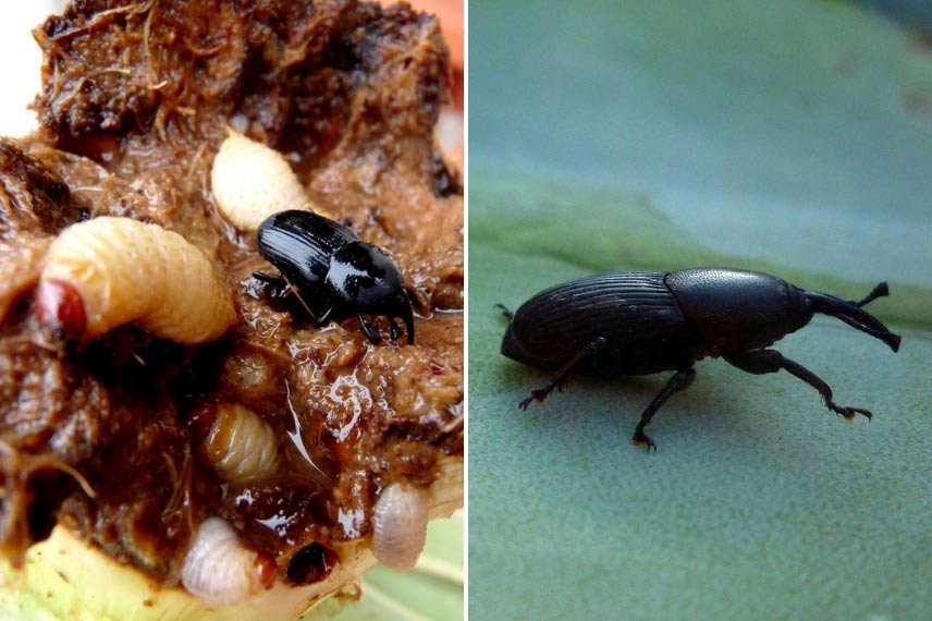 maladies et parasites du yucca