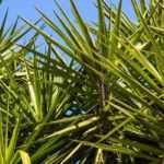 Maladies et parasites du yucca