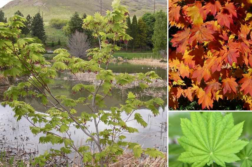 erables meconnus, erables atypiques, erables du japon, erables couleur automnale, erable originaux, erables meconnus, acers