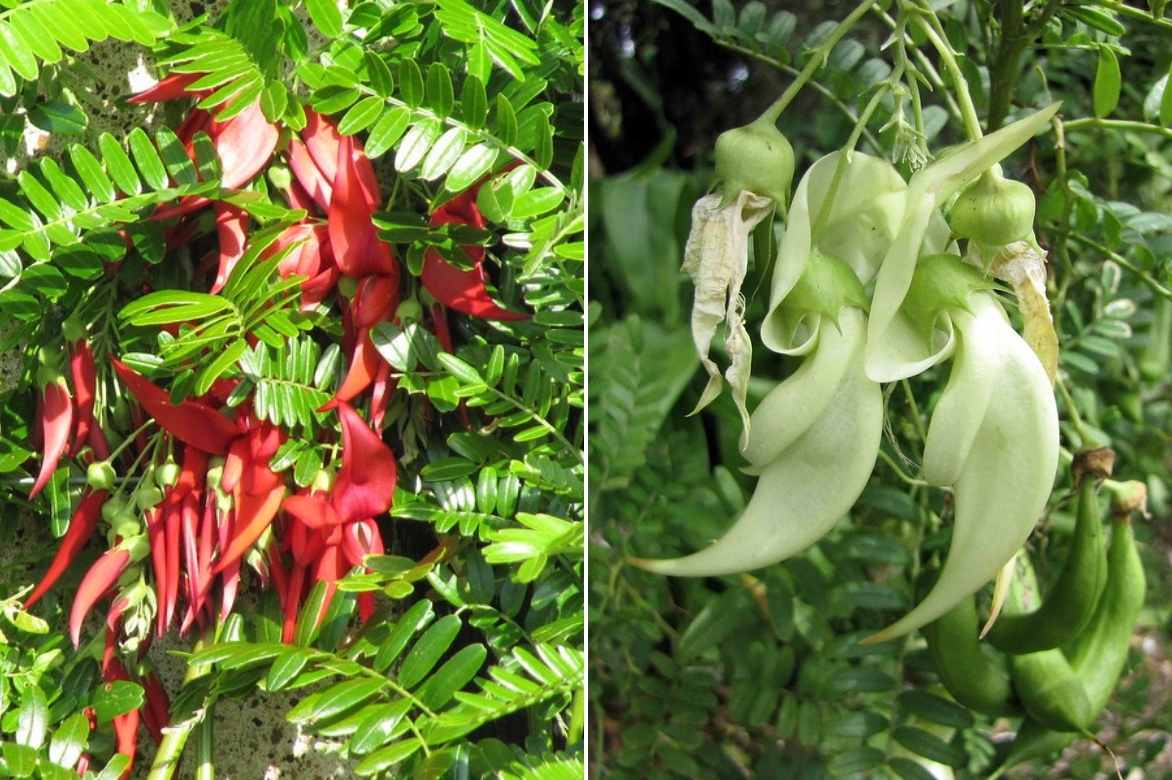 Clianthus, clianthus puniceus, pince de homard plante, pince de homard arbuste, bec de peroquet arbuste, bec de perroquet plantekaka beak, kakabeak,
