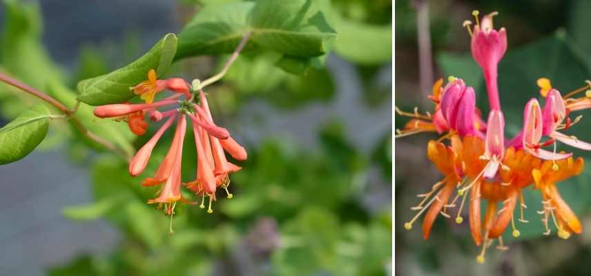 grimpante fleur orange, girmpante orange, plante grimpante floraison orange