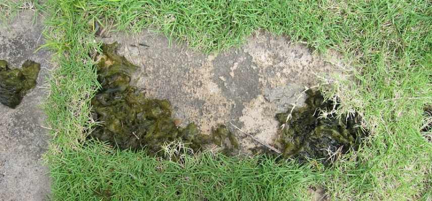 nostoc commun, crachat de lune