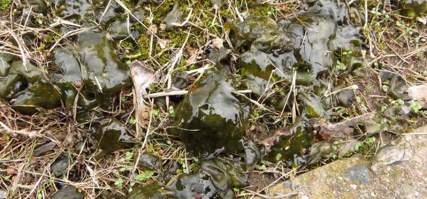 nostoc commun, crachat de lune