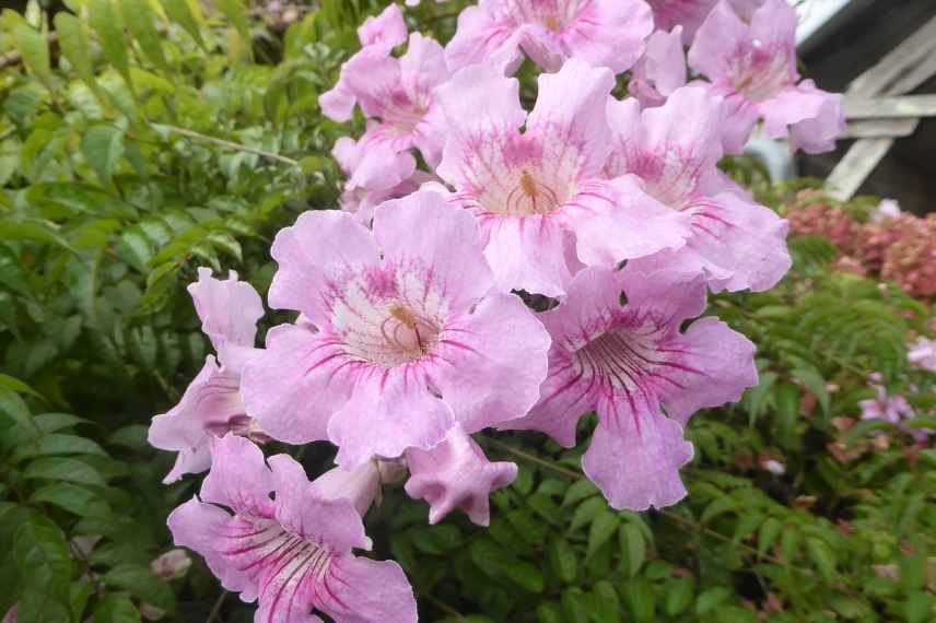 plante grimpante rose, grimpante à fleurs roses, grimpante fleur rose