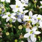 Pratia : plantation, culture, entretien