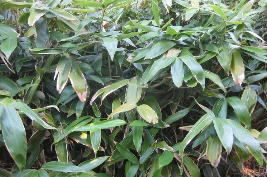 bambous a croissance rapide, bambous poussant vite, bambou pousse rapide