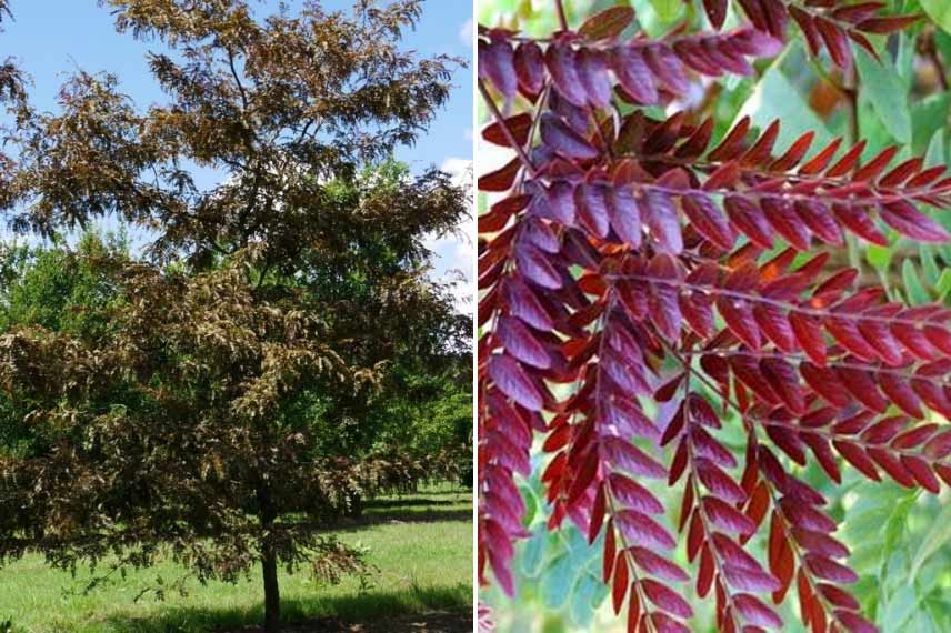 arbres terrain sec rustiques