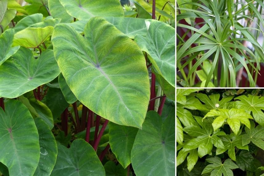 Associer le Colocasia : en intérieur