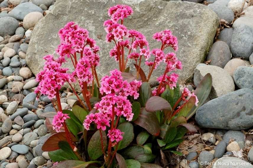 beau bergénia à fleurs doubles