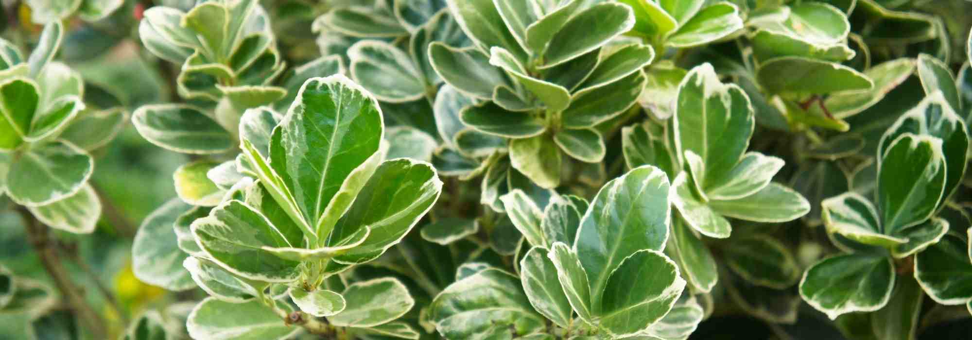 Quels fusains pour une haie ?