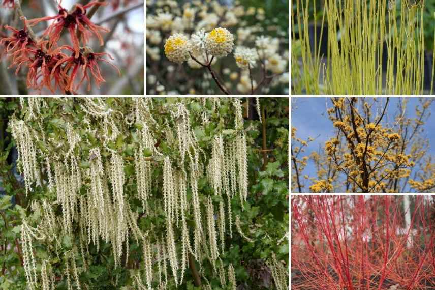 Association Garrya elliptica, Associer Garrya elliptica, Garrya dans massif, idées massif Garrya
