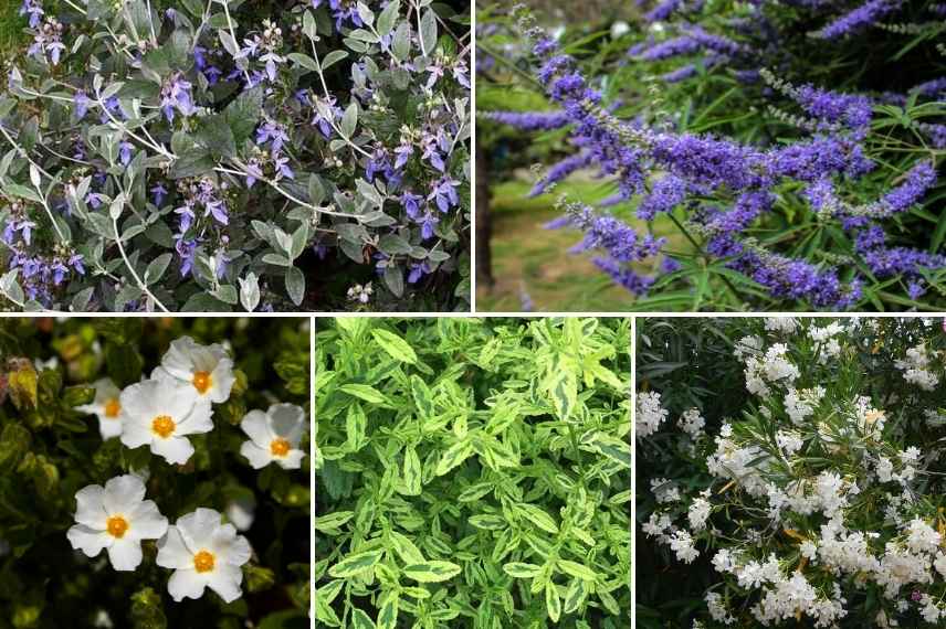 associer le Teucrium association teucrium, idée massif avec teucrium