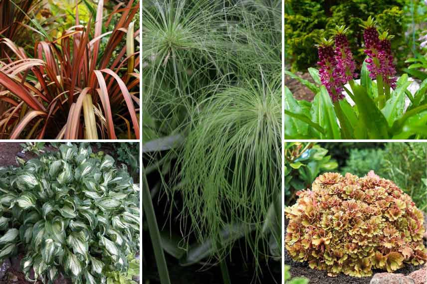 Associer le cyperus en massif exotique ombragé