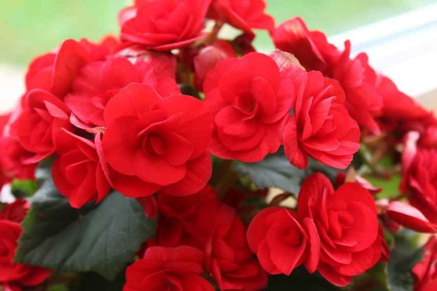 Bulbe d'été fleur rouge, floraison rouge bulbe été, fleur rouge été bulbeuse