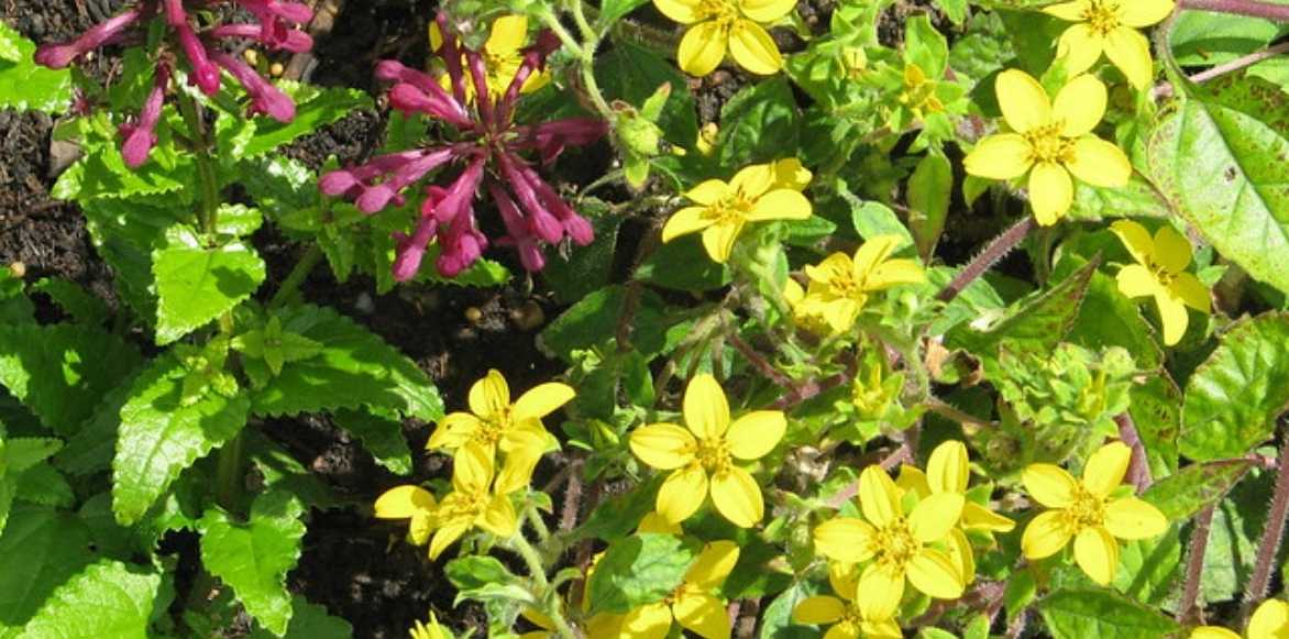 Chrysogonum virginianum, Chrysogonum, genou doré, vivace couvre-sol