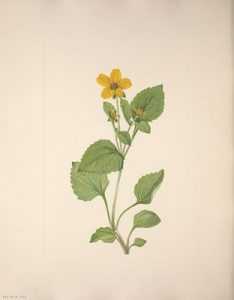 Chrysogonum virginianum, Chrysogonum, genou doré, vivace couvre-sol