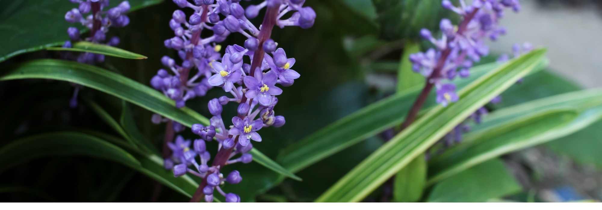 Cultiver le liriope en pot