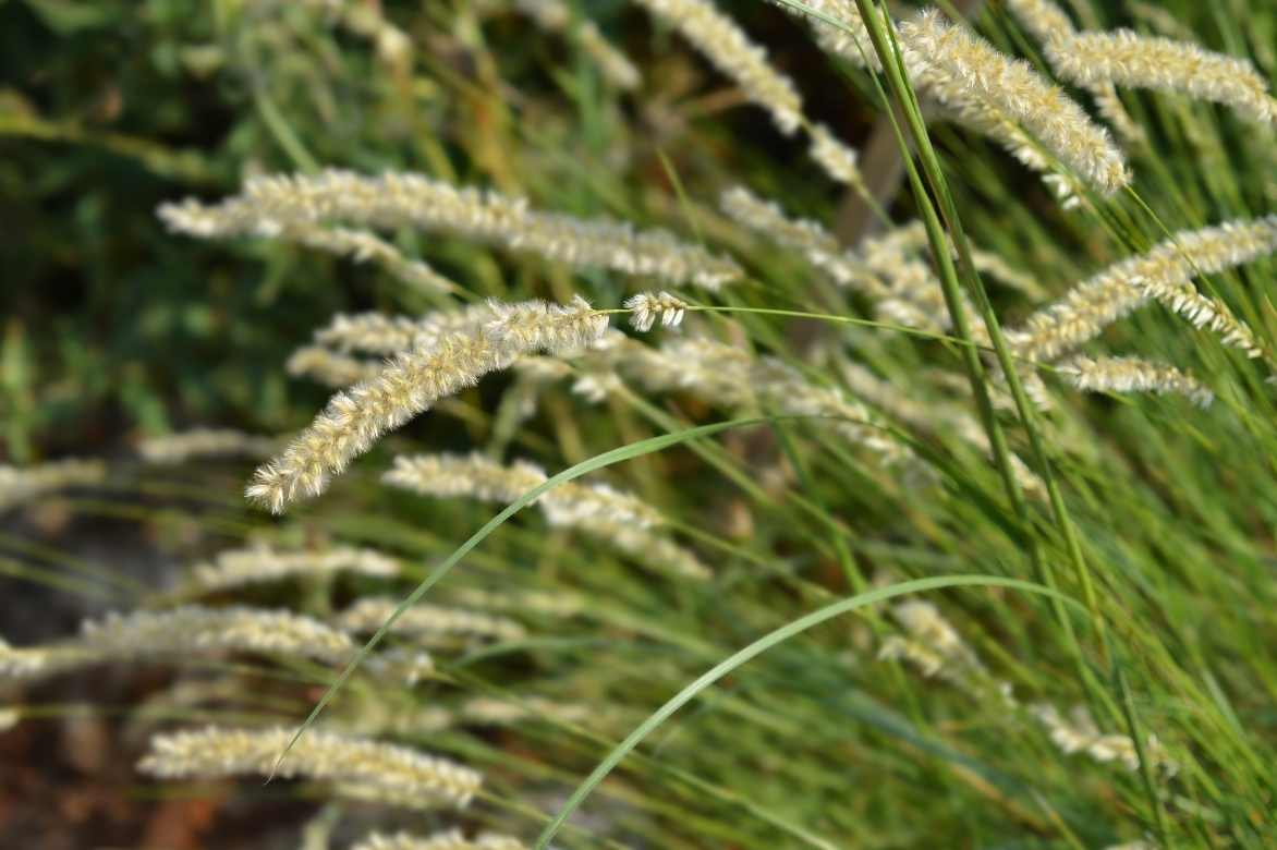 Melica, Melica ciliata, graminée sauvage