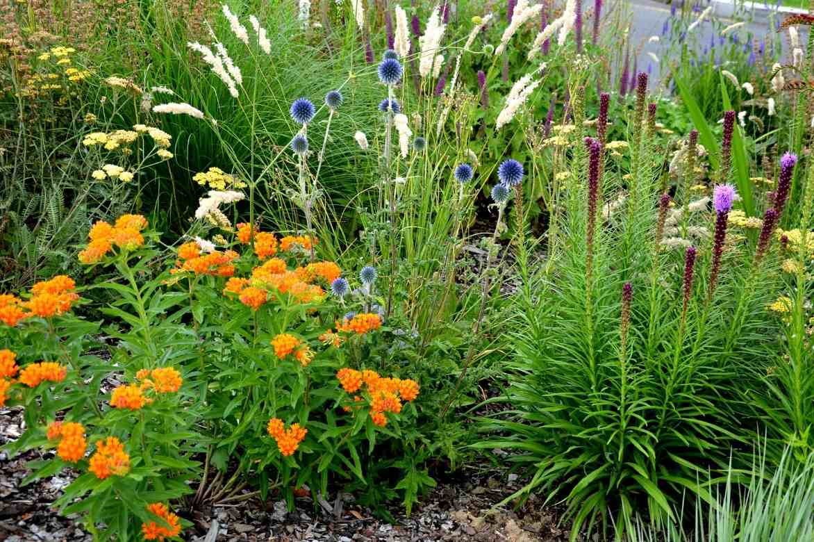 Melica, Melica ciliata, graminée sauvage