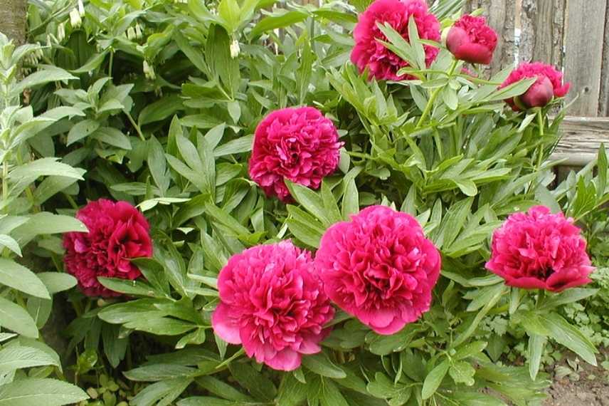 vivace a fleurs rouges, vivaces rouges, vivaces floraison rouge