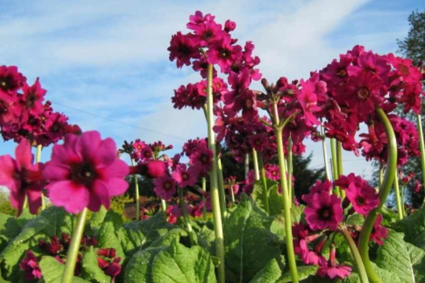 vivace a fleurs rouges, vivaces rouges, vivaces floraison rouge