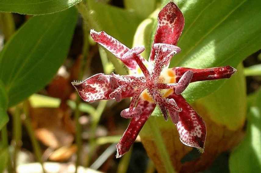 vivace a fleurs rouges, vivaces rouges, vivaces floraison rouge