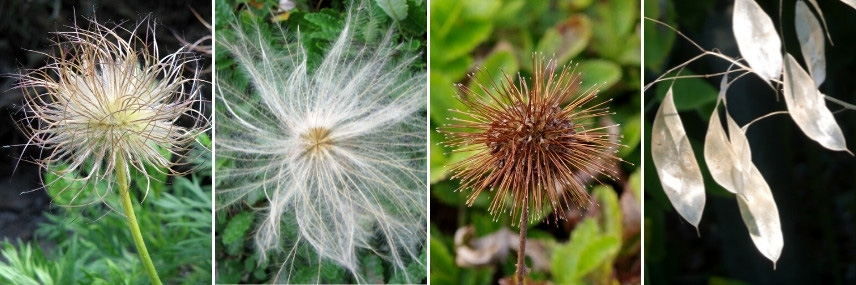 Vivaces à fruits décoratifs secs : akènes, siliques...