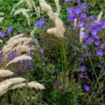 Melica : 6 idées pour les associer