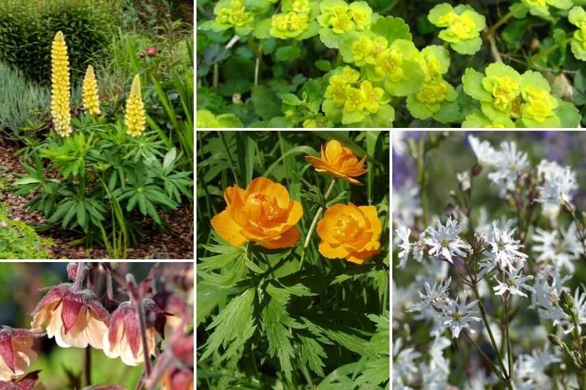 associer trolle massif à l'anglaise