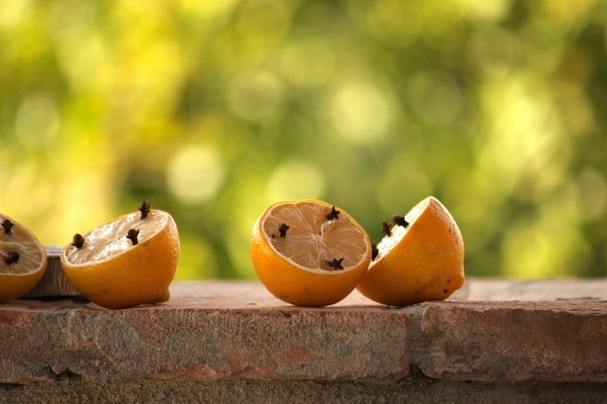 répulsif naturel contre la mouche de terreau