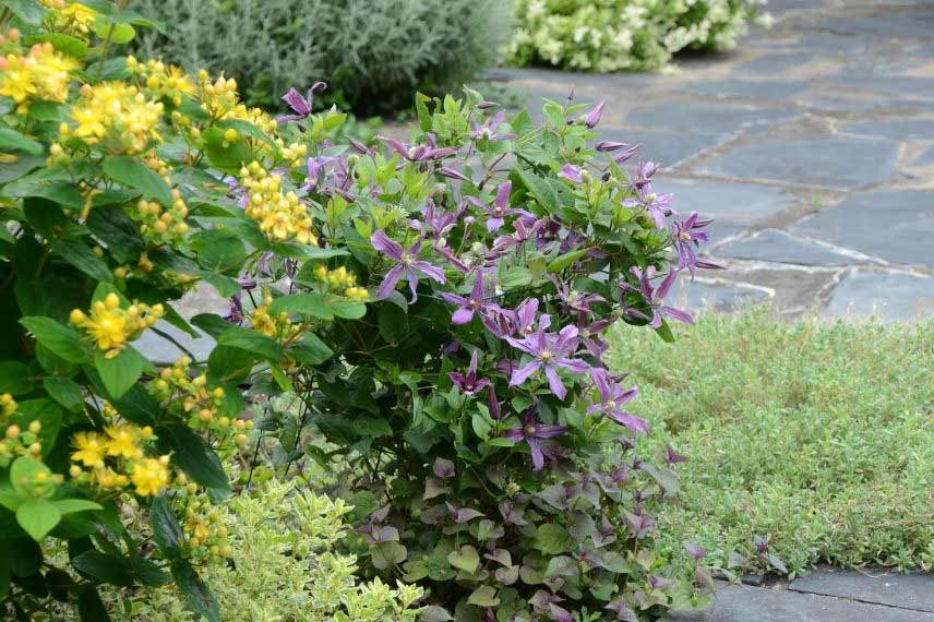 clématites herbacées pour fleurir un massif