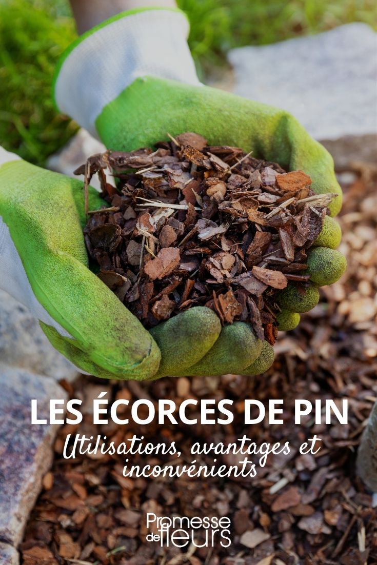 ecorces de pin utilisations, avantages et inconvénients