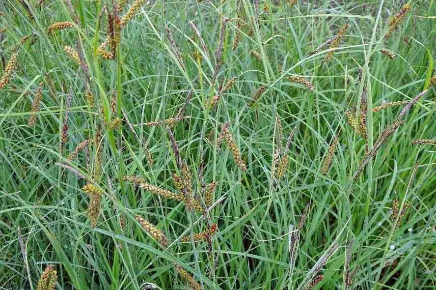 laîche glauque, laîche bleue, laîche à feuilles bleues