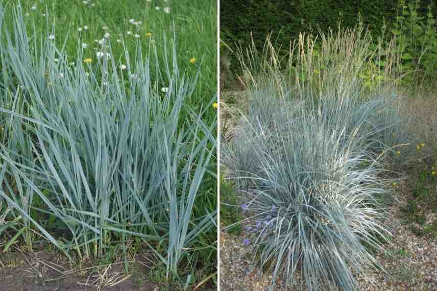 agropyron à feuilles bleues, agropyron bleu