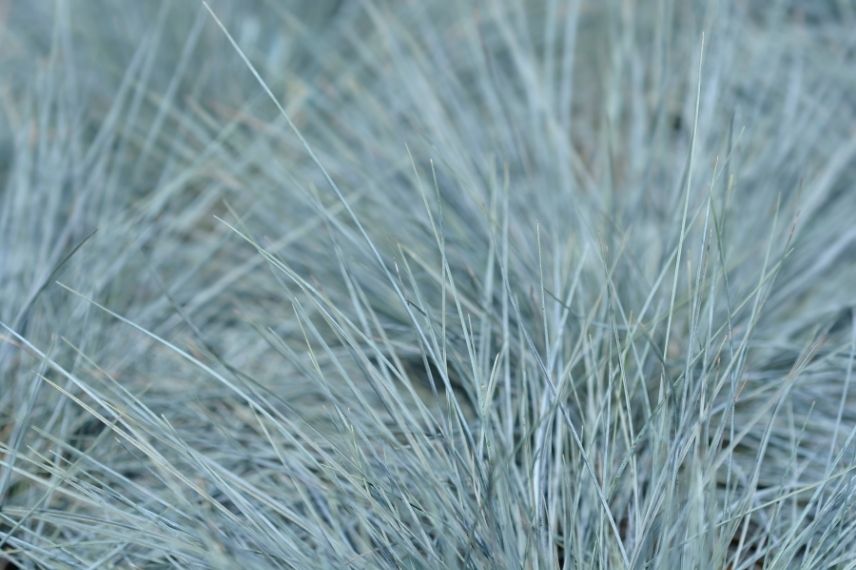 fétuque bleue, fétuque à feuilles bleues