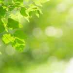 La lumière au jardin : exposition, ensoleillement, ombrage et luminosité