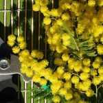 Quand et comment tailler un Mimosa ?