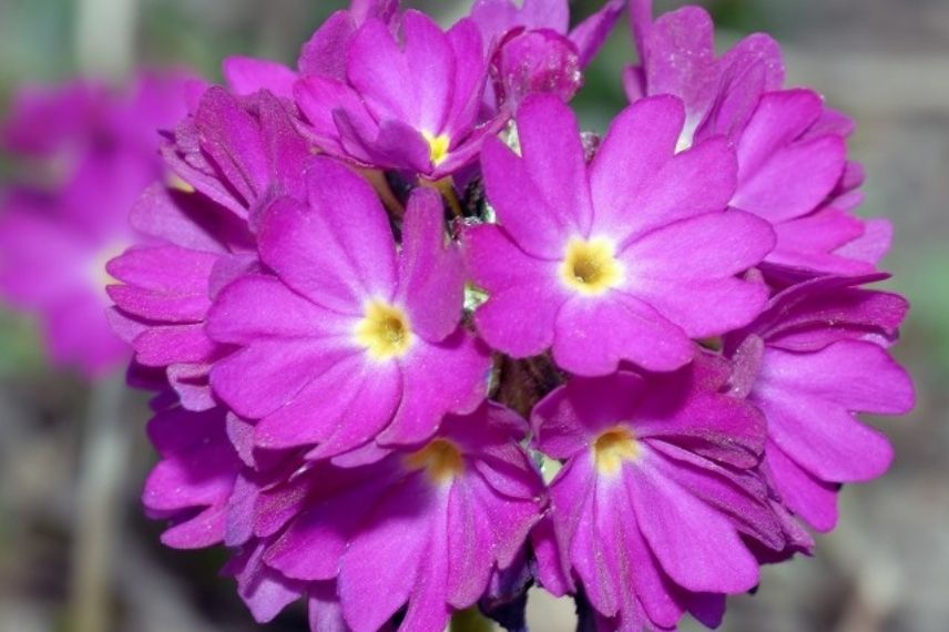 primevère rose de l'Himalaya